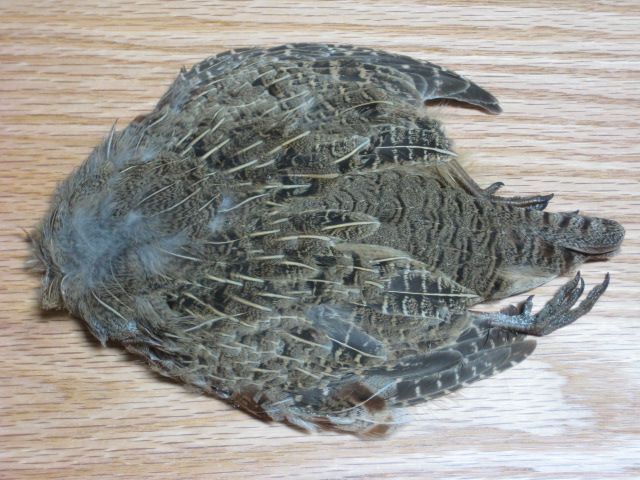 パートリッヂ #1 Hungarian Partridge ケープ Whole Hungarian Partridge Cape - Beartooth Flyfishing